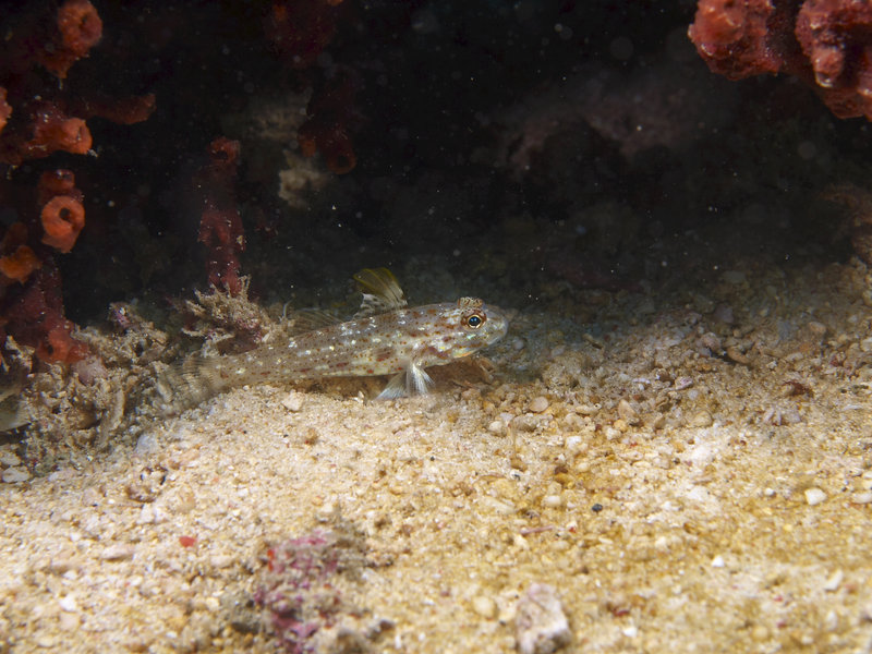 Goby, Manila Channel
